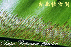 臺灣山蘇花，孢子囊群的圖片