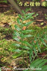 蘭嶼鐵角蕨，葉子的圖片