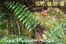 蘭嶼鐵角蕨，葉子的圖片