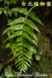 萊氏鐵角蕨，葉子的圖片