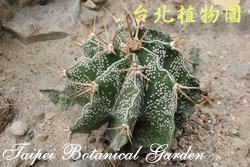 般若，葉子的圖片