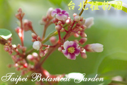 楊桃，花朵的圖片