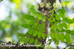 楊桃，葉子的圖片