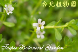 過長沙，花朵的圖片