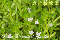 過長沙，花朵與葉的圖片