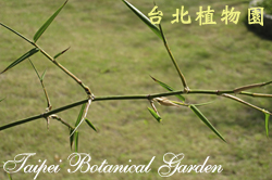 茨竹，枝條與葉子的照片