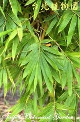 八芝蘭竹，葉子的圖片