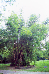 八芝蘭竹，樹的圖片