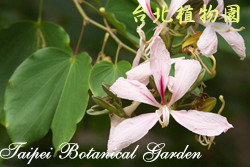 洋紫荊，花朵的圖片