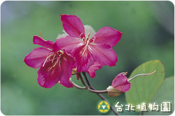 豔紫荊，花朵的圖片