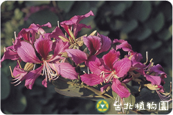 豔紫荊，花朵與葉的圖片