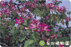 豔紫荊，花朵的圖片