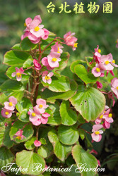 四季秋海棠，花朵與葉的圖片