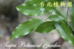 瓊楠，葉子的圖片