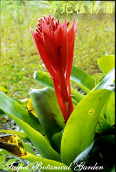 紅筆鳳梨，花朵的圖片
