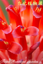 紅筆鳳梨，花朵的圖片