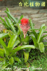 紅筆鳳梨，花朵與葉子的圖片