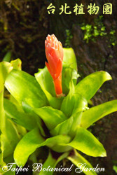 紅筆鳳梨，花朵與葉子的圖片