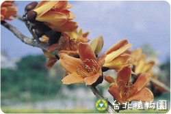 木棉，花朵的圖片