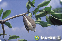 木棉，果實的圖片