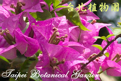 九重葛，花朵的圖片