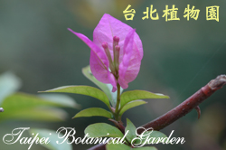 九重葛，花朵的圖片