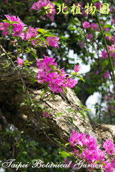 九重葛，花朵的圖片