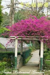 九重葛，一整片花朵在架子上的圖片