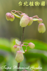 落地生根，花朵的圖片