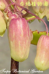 落地生根，花朵的圖片