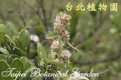 琉球黃楊，花朵與葉子的圖片