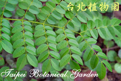 老虎心，葉子的圖片