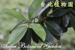 蘭嶼胡桐，葉子的圖片