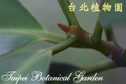 蘭嶼胡桐，葉子新芽的圖片