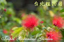 紅粉撲花，花朵的圖片