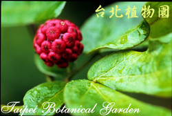 紅粉撲花，果實的圖片