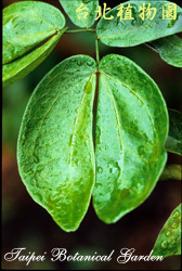 紅粉撲花，葉子的圖片