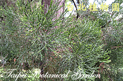 澳洲柏，葉子的圖片