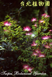 粉撲花，花朵的圖片