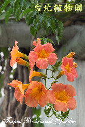 凌霄花，花朵的圖片