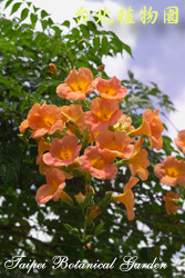 凌霄花，花朵的圖片