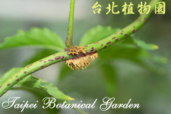 凌霄花，莖的圖片