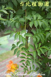 凌霄花，葉子的圖片