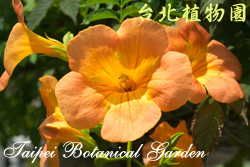 凌霄花，花朵的圖片