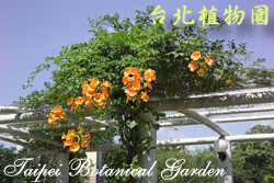 凌霄花，花朵與葉子的圖片