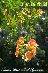 凌霄花，花朵的圖片