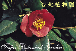 日本山茶，花朵的圖片