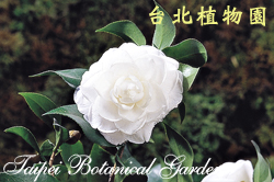 日本山茶，花朵的圖片