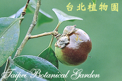 日本山茶，果實的圖片