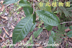 阿薩姆茶，葉子的照片